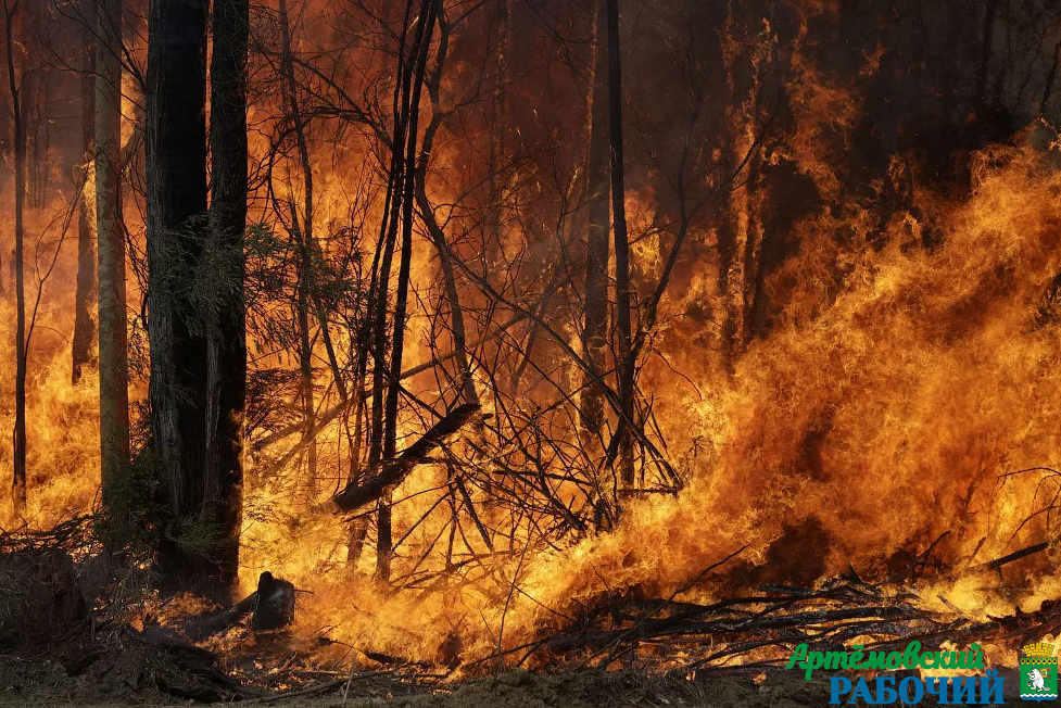 В артемовских лесах снова бушует огонь. Пожар локализован, но не ликвидирован