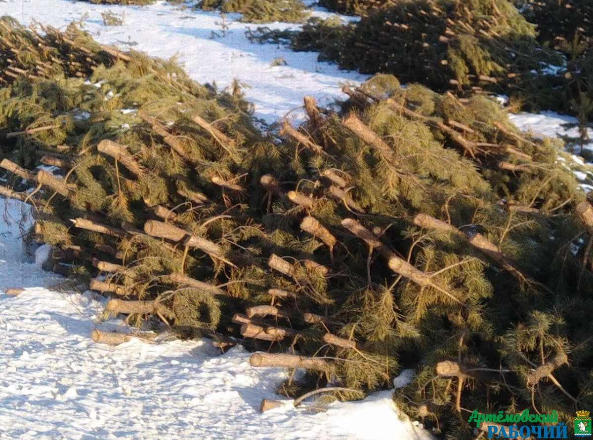 Фото Василия Ергашева. Утилизируйте новогодние деревья правильно!