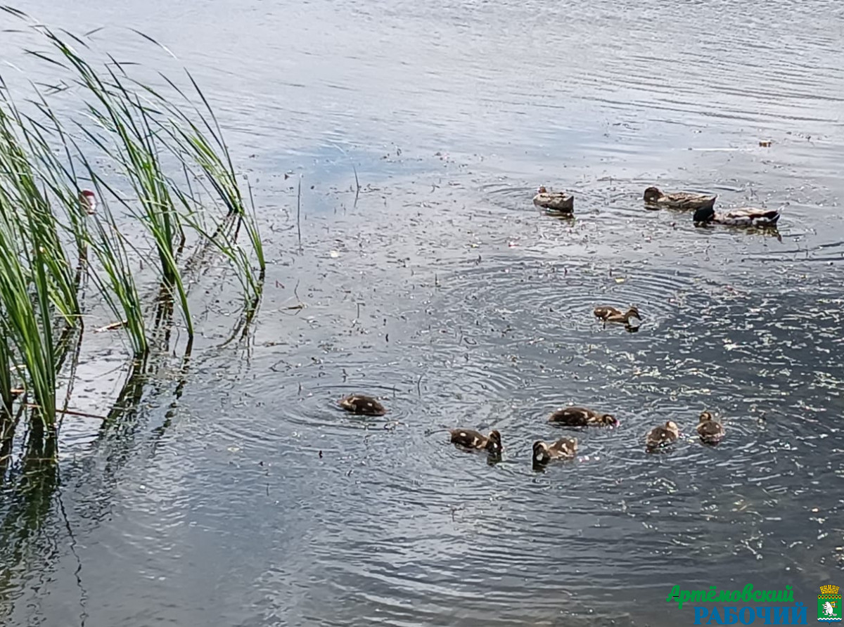 Выводки утки в начале лета. Фото: Василий Ергашев.