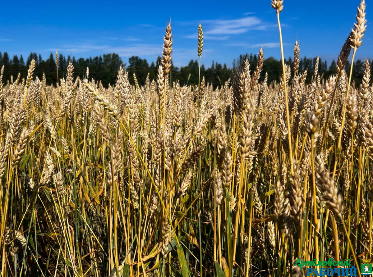 Фото предоставлено ДИП