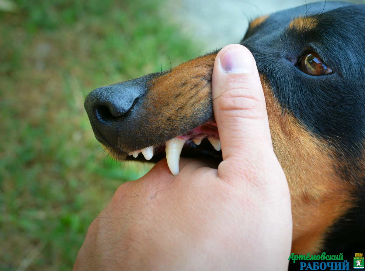 Фото с сайта https://ru.freepik.com/free-photo/vicious-dog-showing-teeth.Свердловская область является стационарно неблагополучной территорией по бешенству.
