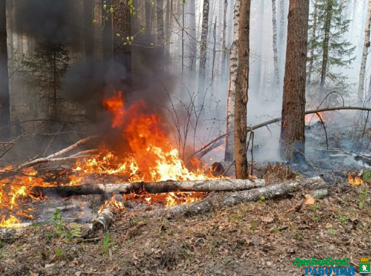 Фото из архива редакции. Государственные лесные инспекторы провели 96 патрулирований, в том числе 34 совместно с сотрудниками МВД и МЧС.