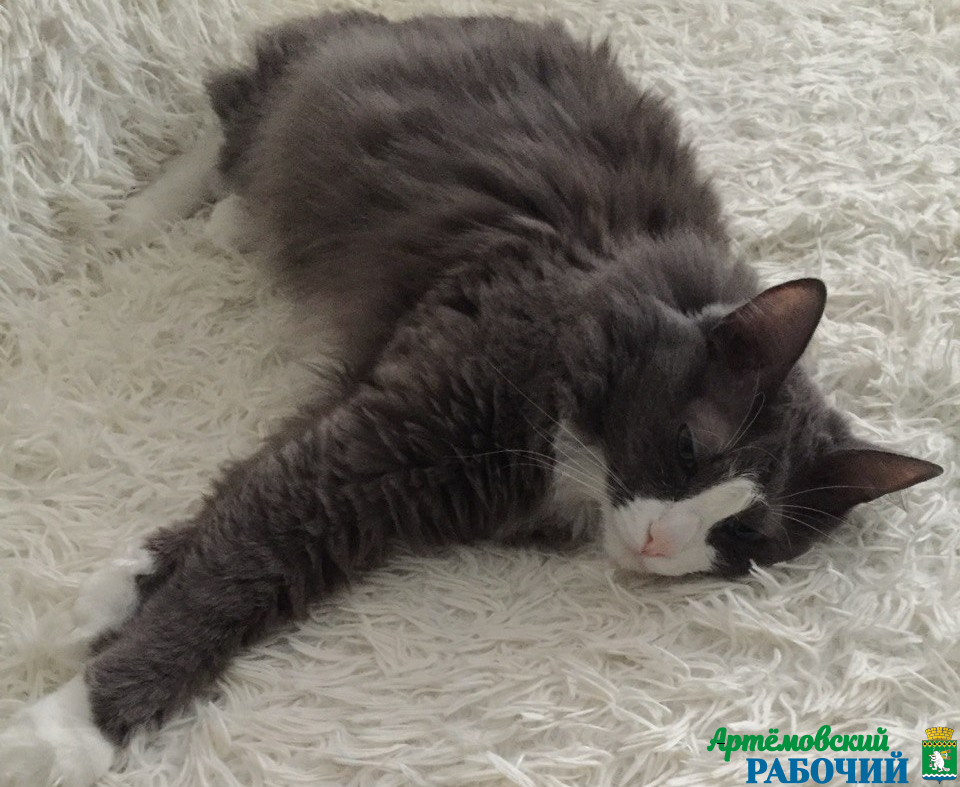 С заботой о своих питомцах