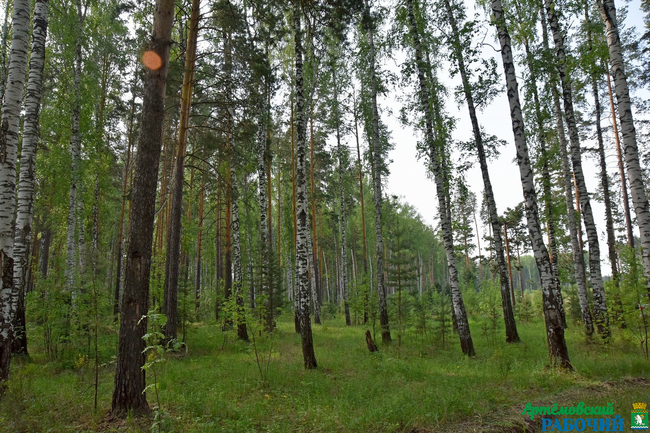 Ликвидированы все лесные пожары в Свердловской области