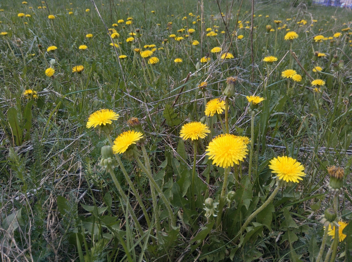 Земля в один миг покрылась цветами и зеленой травой