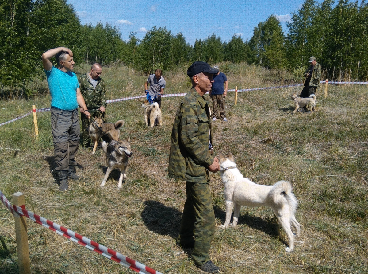 Охотники привели своих питомцев, чтобы оценить экстерьер