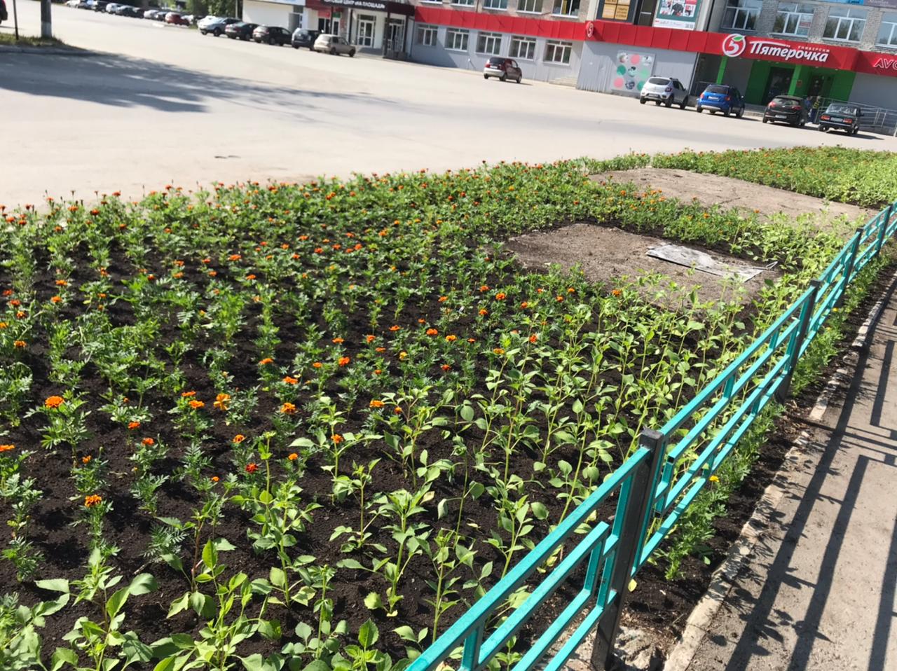 Три тысячи бархатцев и дружные ребята