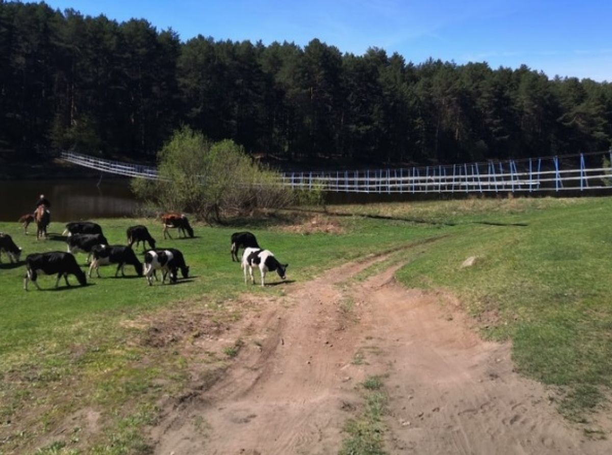 фото: у подвесного моста любят отдыхать многие жители района