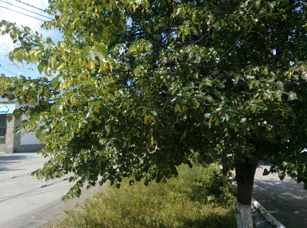 С листьев липы на землю стекает жидкость