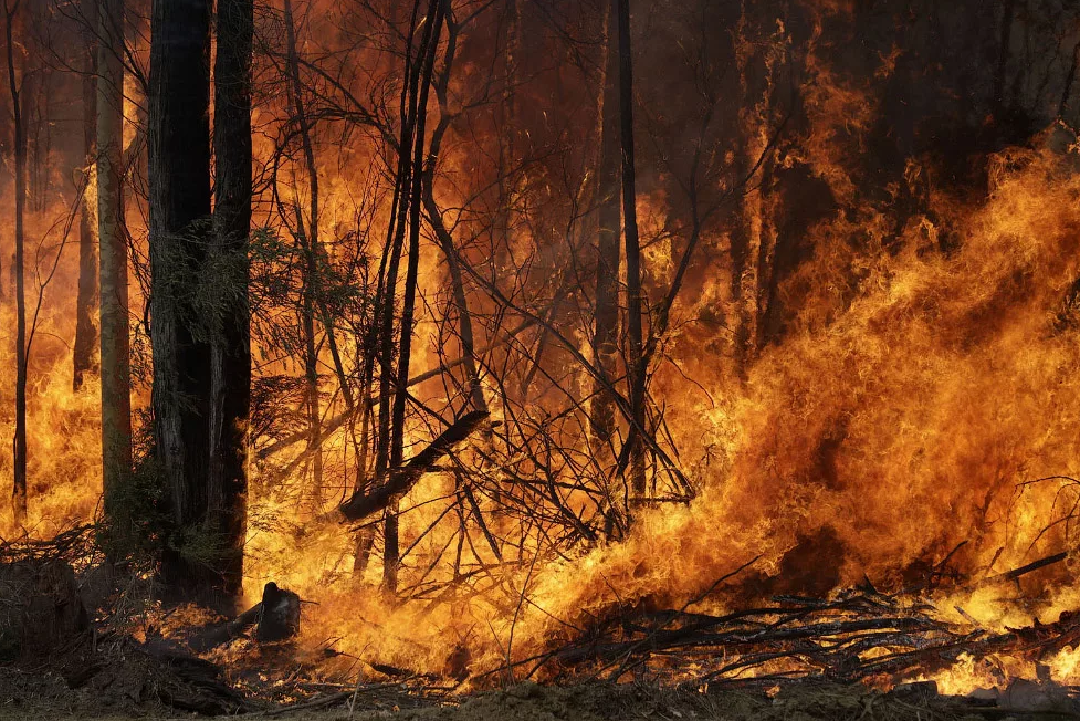 В артемовских лесах снова бушует огонь. Пожар локализован, но не ликвидирован