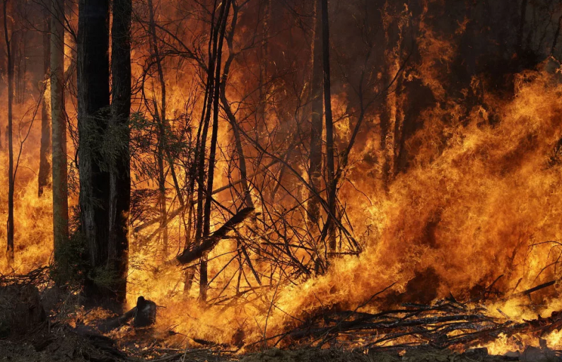 В артемовских лесах снова бушует огонь