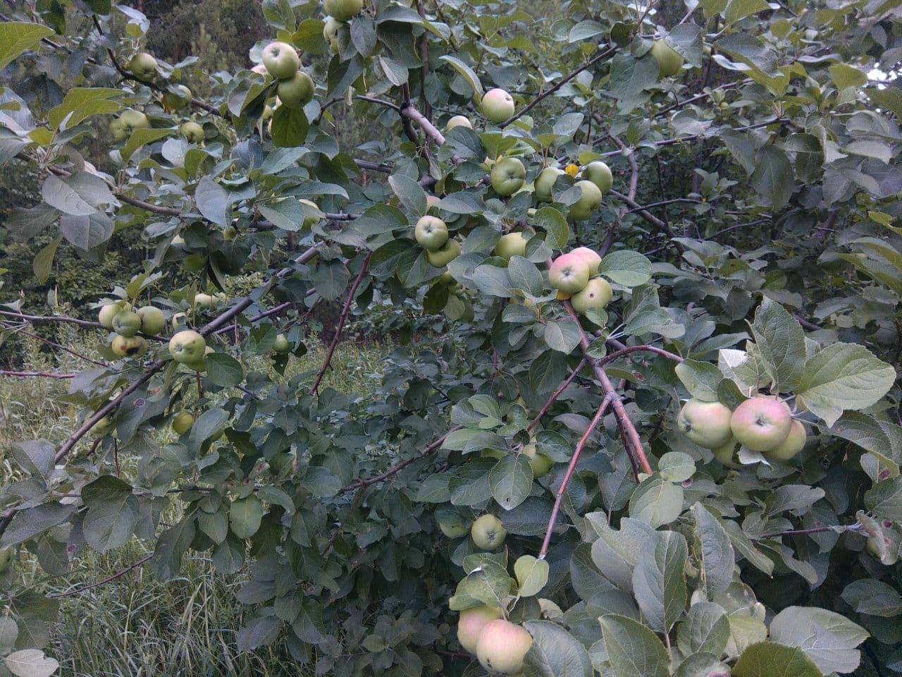 В дикой природе - размеренная жизнь 