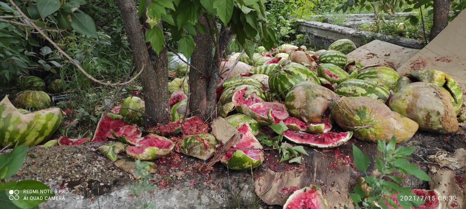 В Артемовском появилась свалка тухлых арбузов