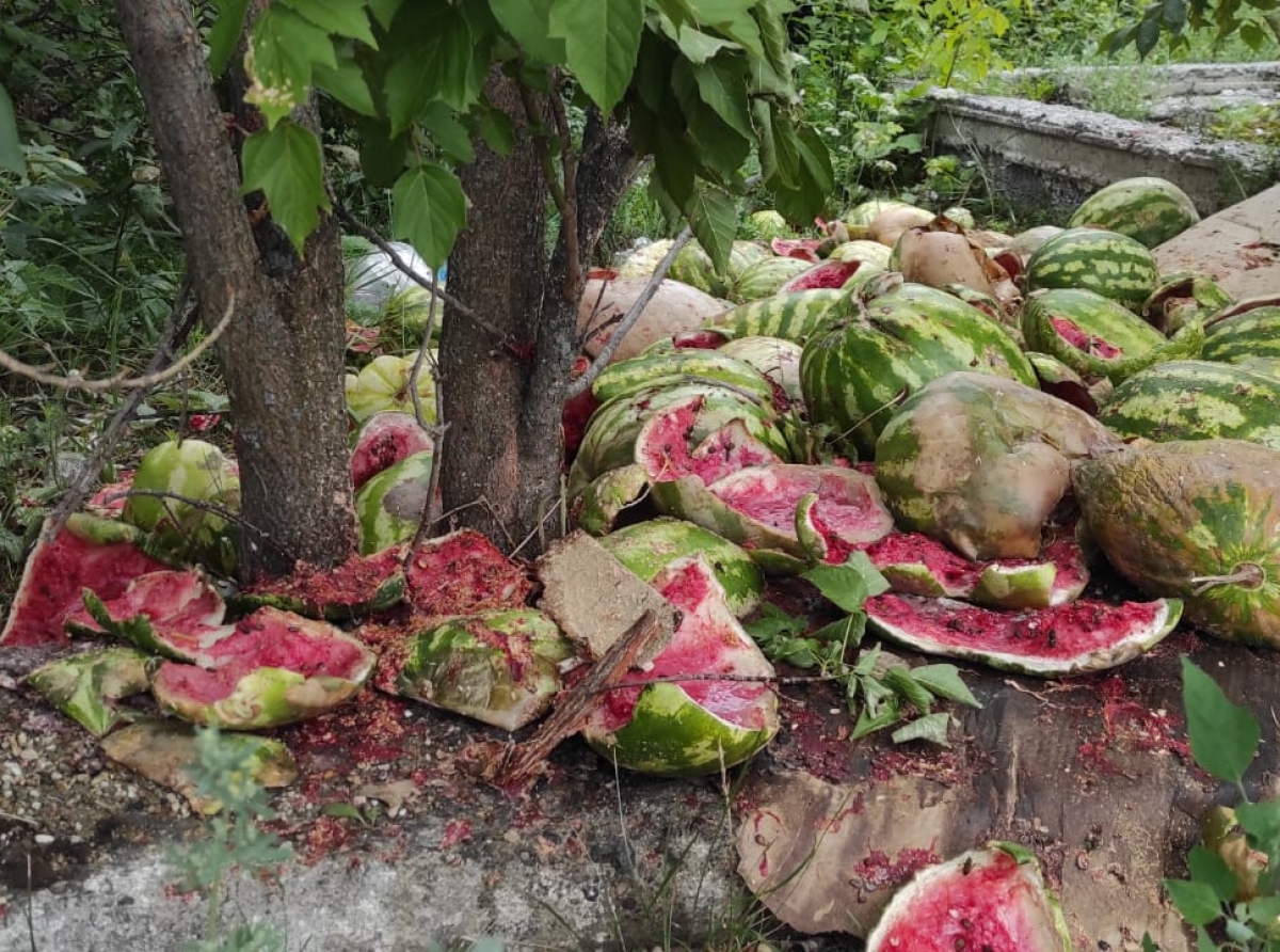 "Кладбище" протухших арбузов устроили на выезде из города