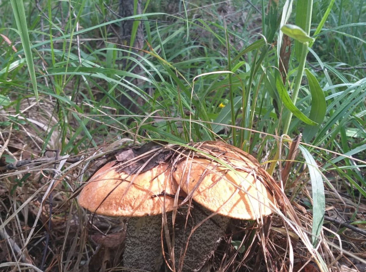 Фото: Алексей Рожков. Грибы - как на картинке!