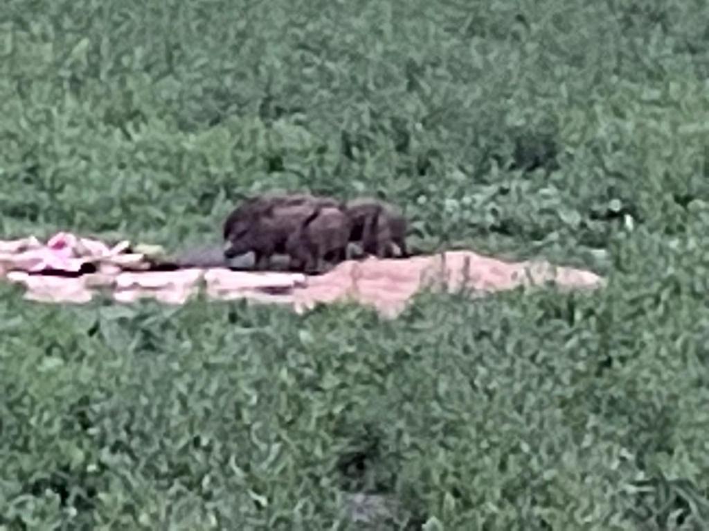 Дикая артемовская природа: гуляют кабаны, медведи, лоси