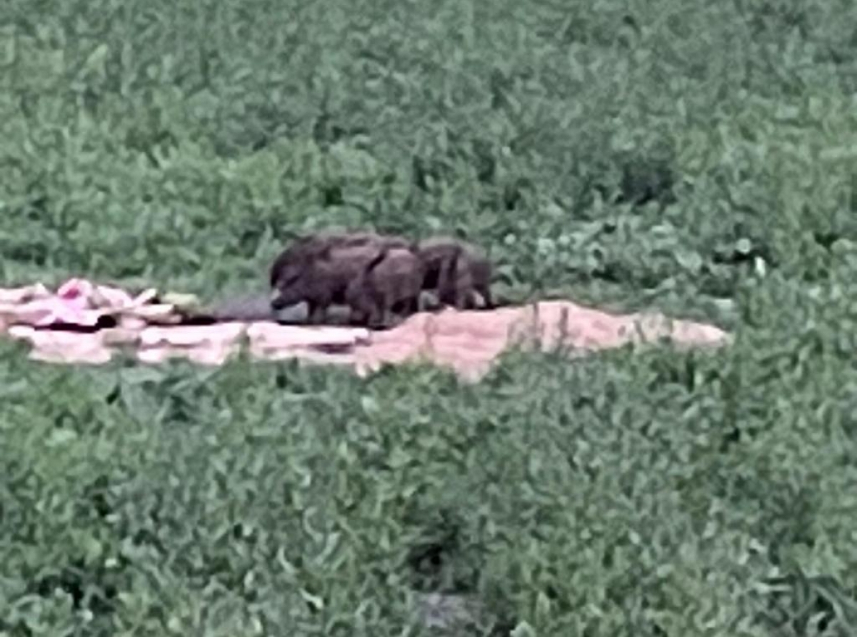 Фото: Павел Нагорных. Дикие кабаны на подкормочной площадке