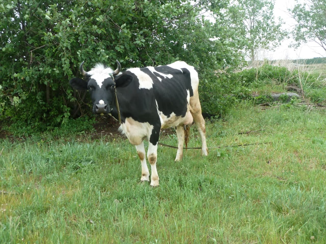 Три случая лейкоза за два года