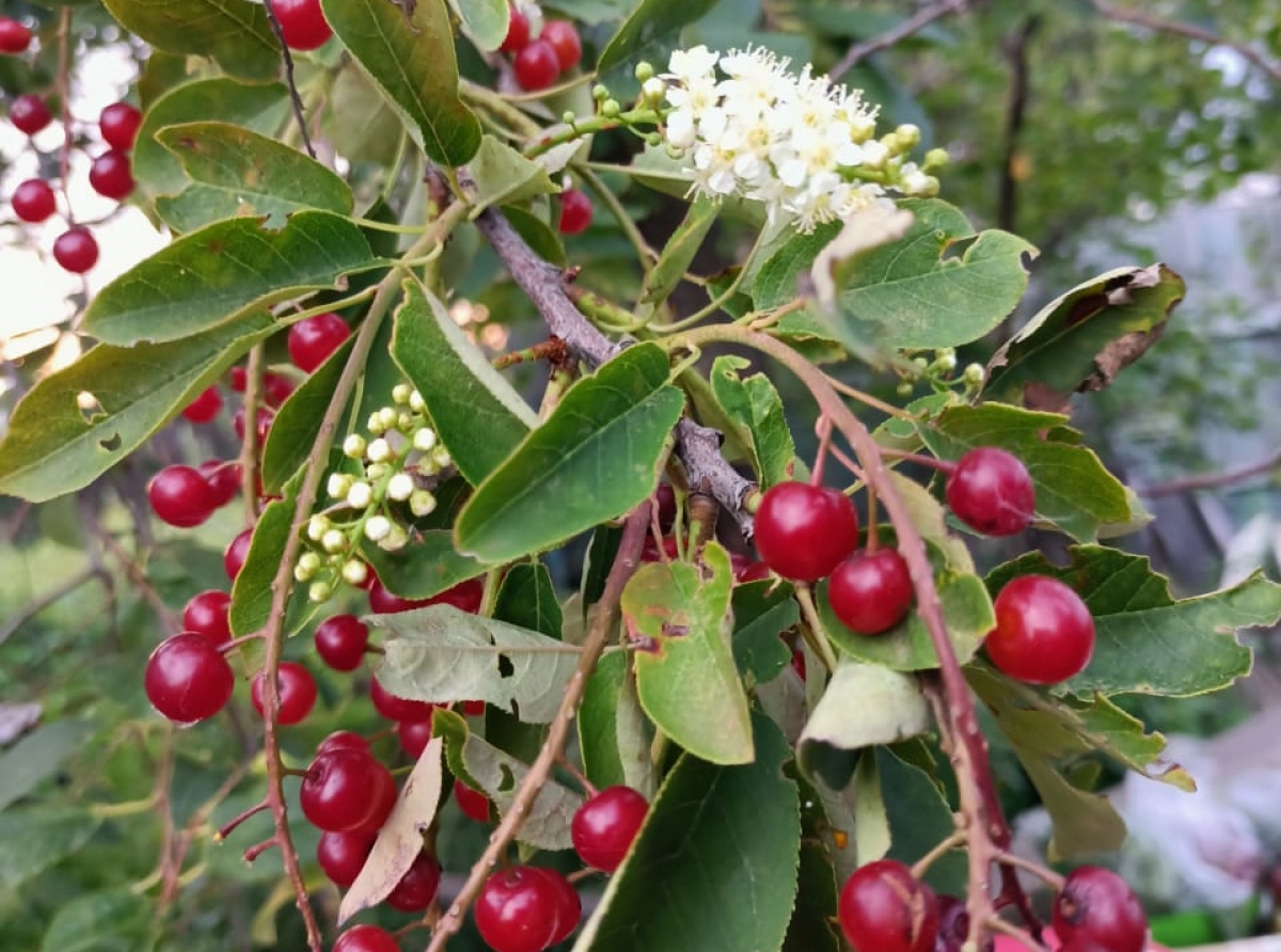 Фото предоставил Алексей Пестовский. Черемуха решила дать второй урожай...