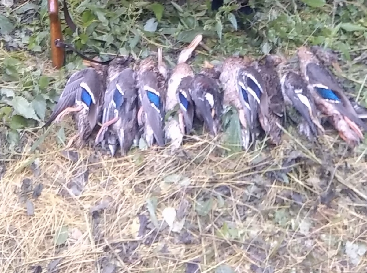 Добытые утки приманили лисенка на берег реки Ирбитки 