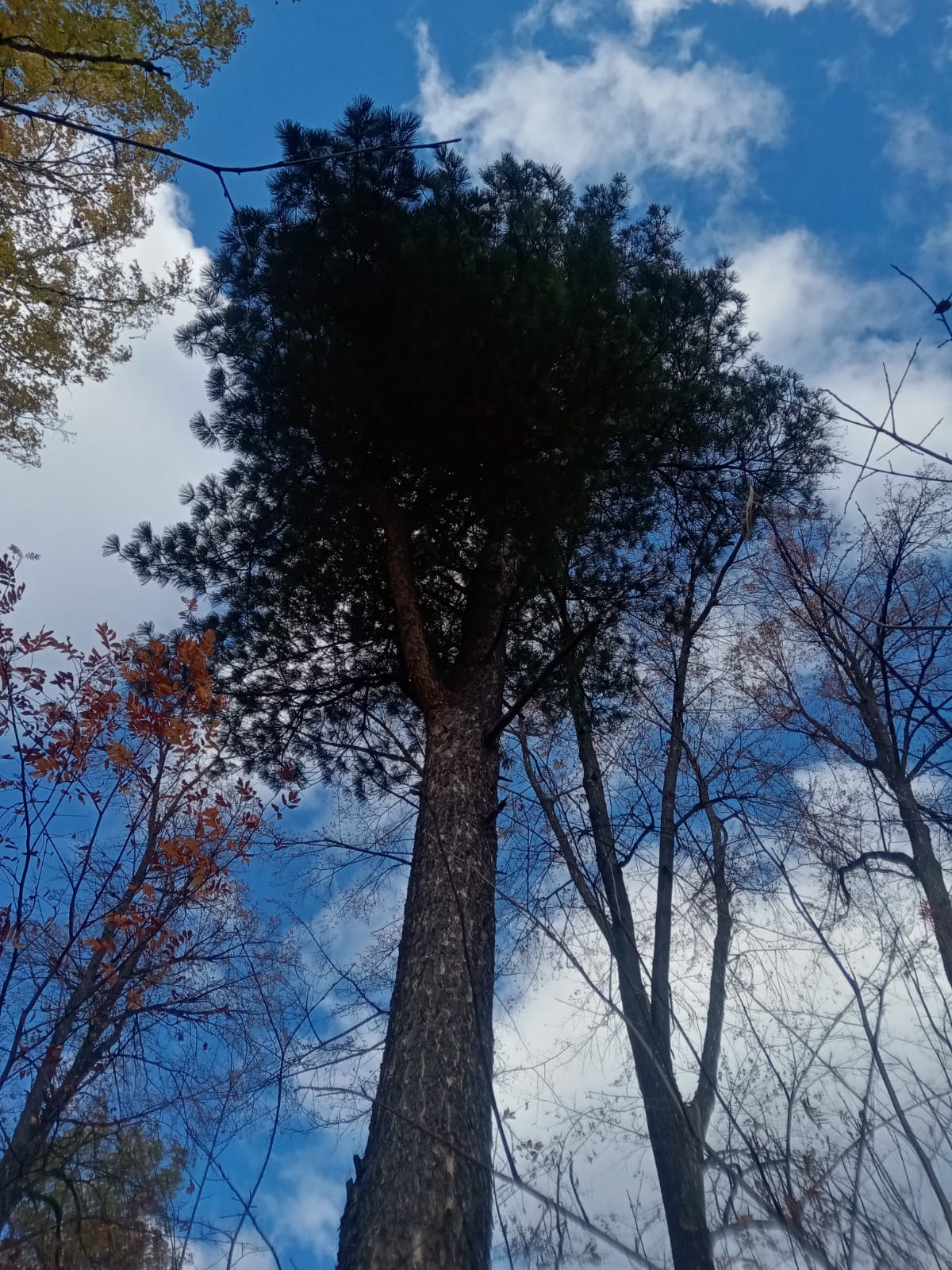 Парк или помойка? В артемовском поселке захламляется зона отдыха
