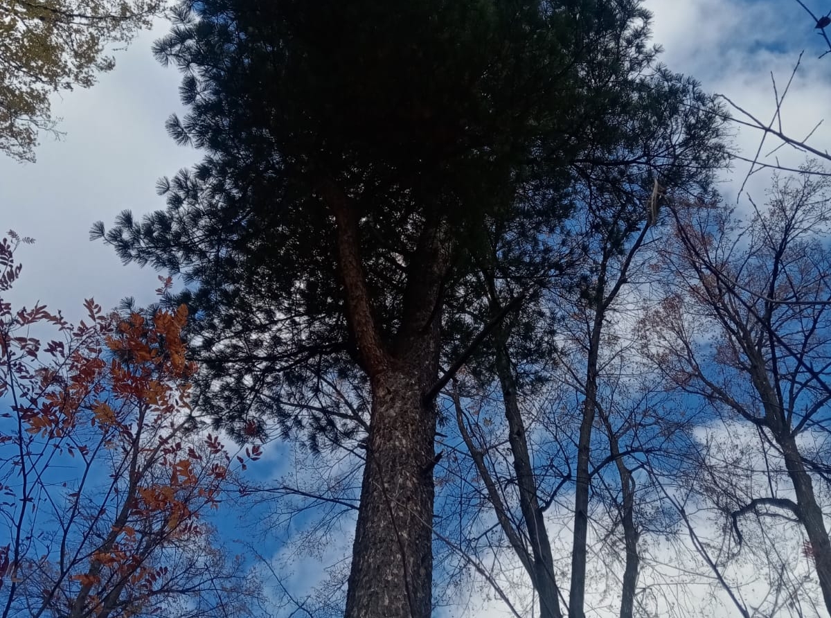 Зона отдыха на месте стадиона становится парком