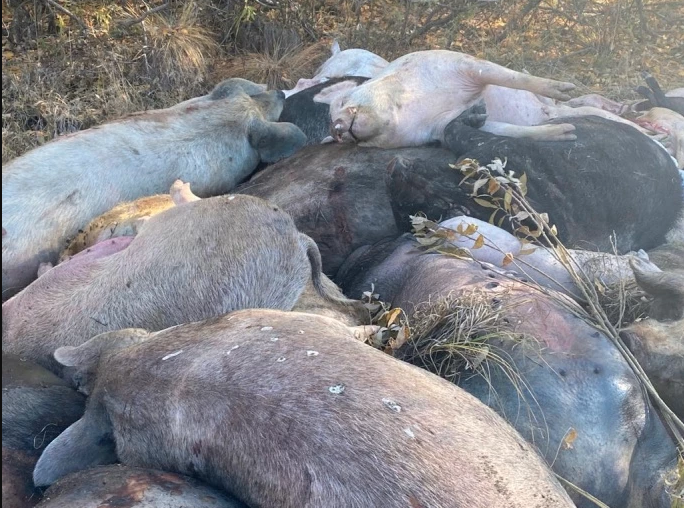 Поголовье под угрозой: три кучи мертвых свиней обнаружены в соседнем районе 