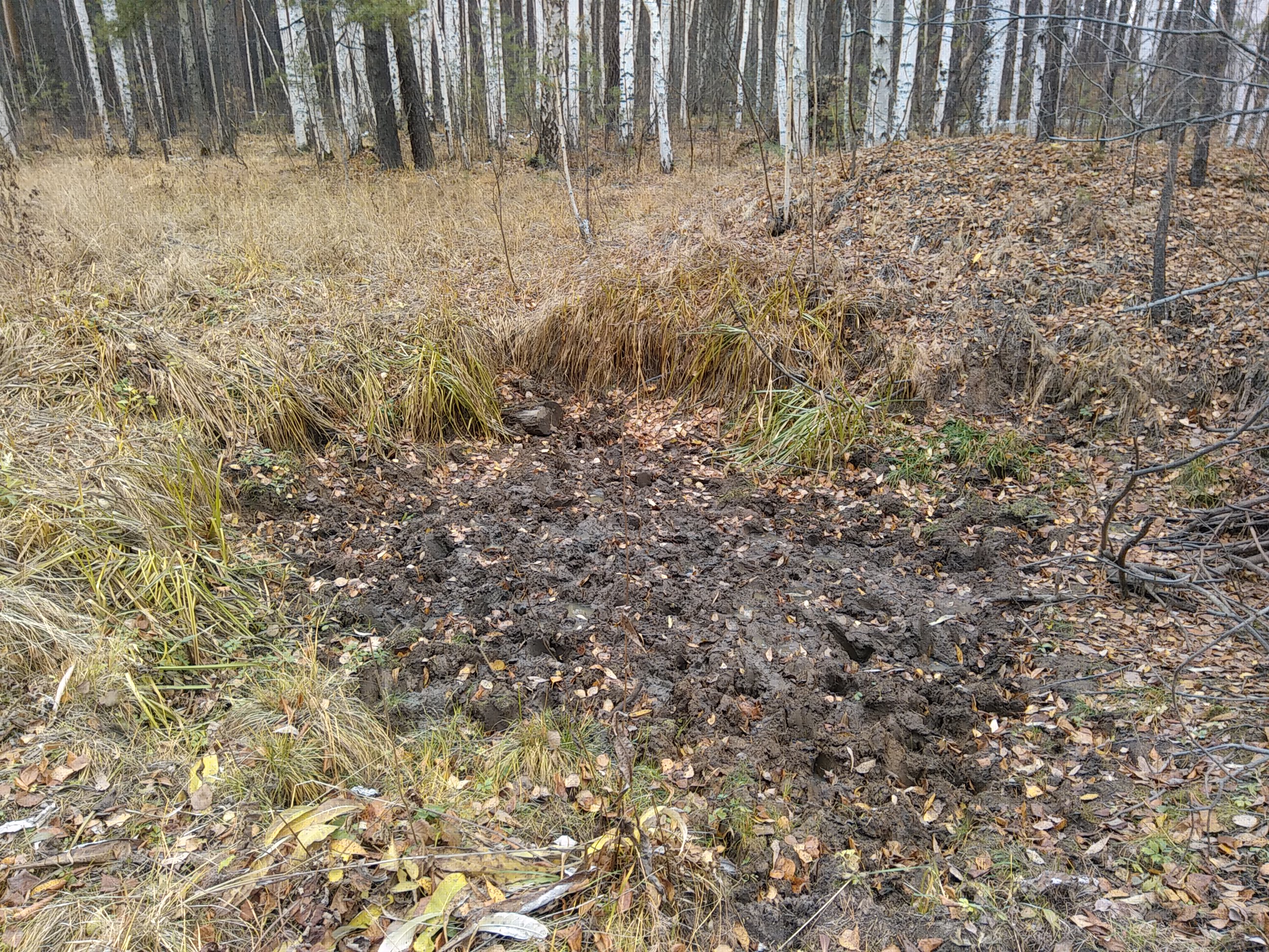 Артемовские охотники спасли трех косуль