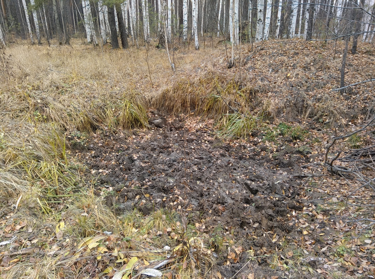 Фото: Василий Ергашев. Дикие животные оказалиь не в родных местах обитания