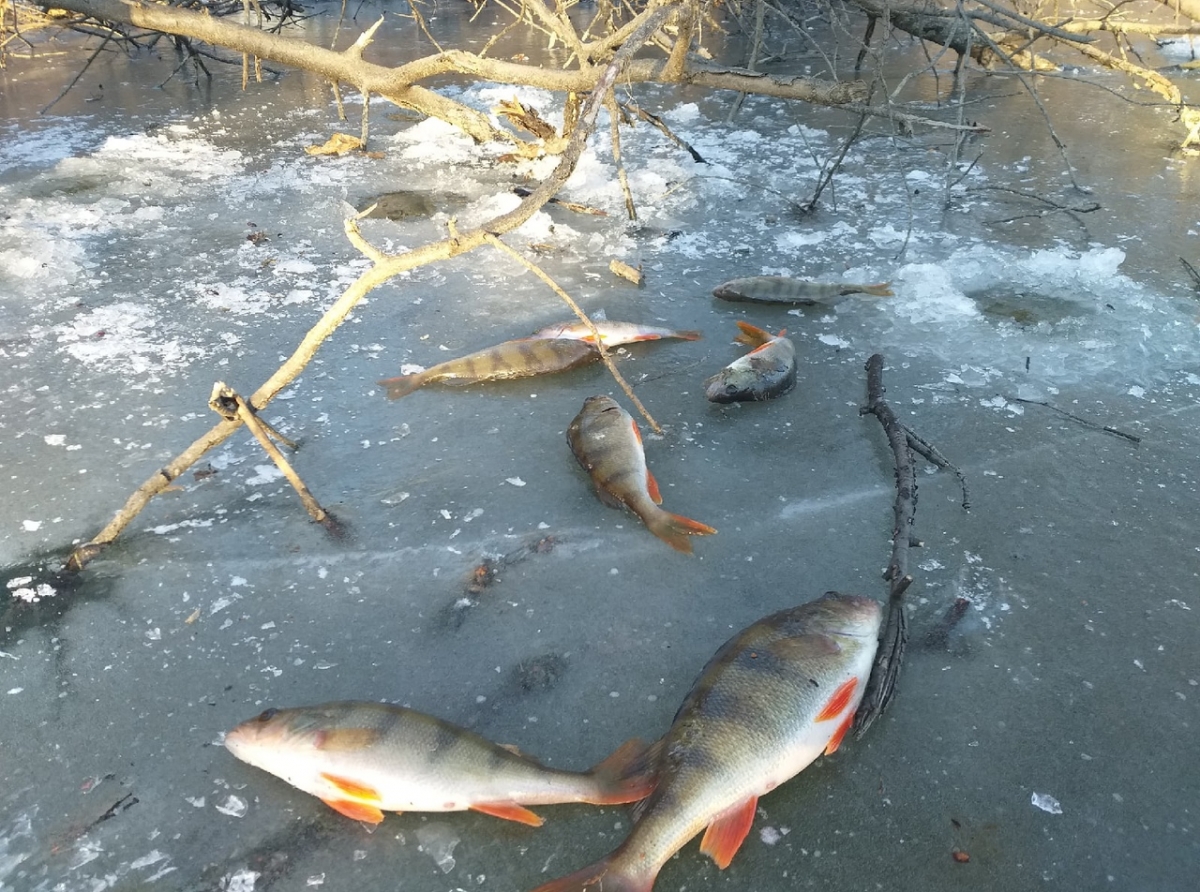 Фото: Алексей Рожков. Первая рыбалка должны быть безопасной