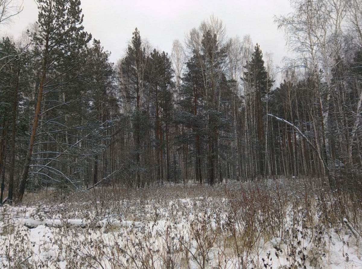 Фото: Василий Ергашев. Уральский лес готов к зимней спячке