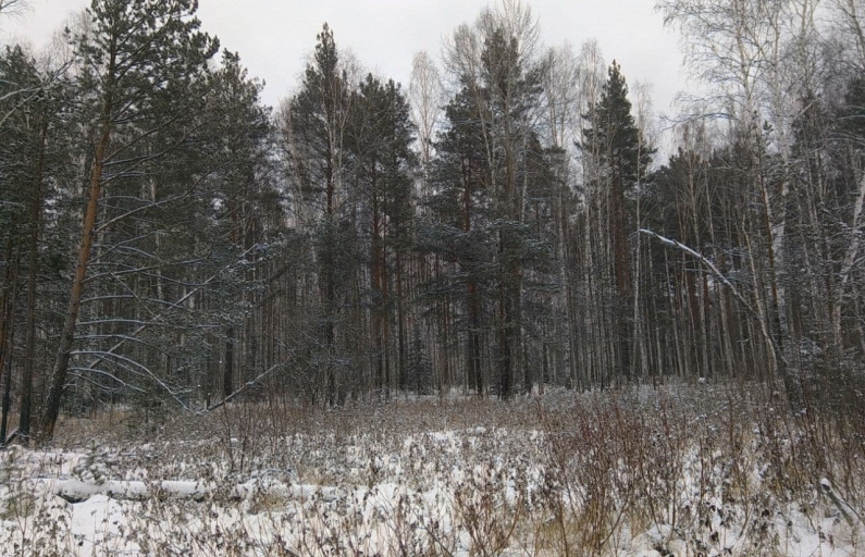 Фото: Василий Ергашев. Уральский лес готов к зимней спячке