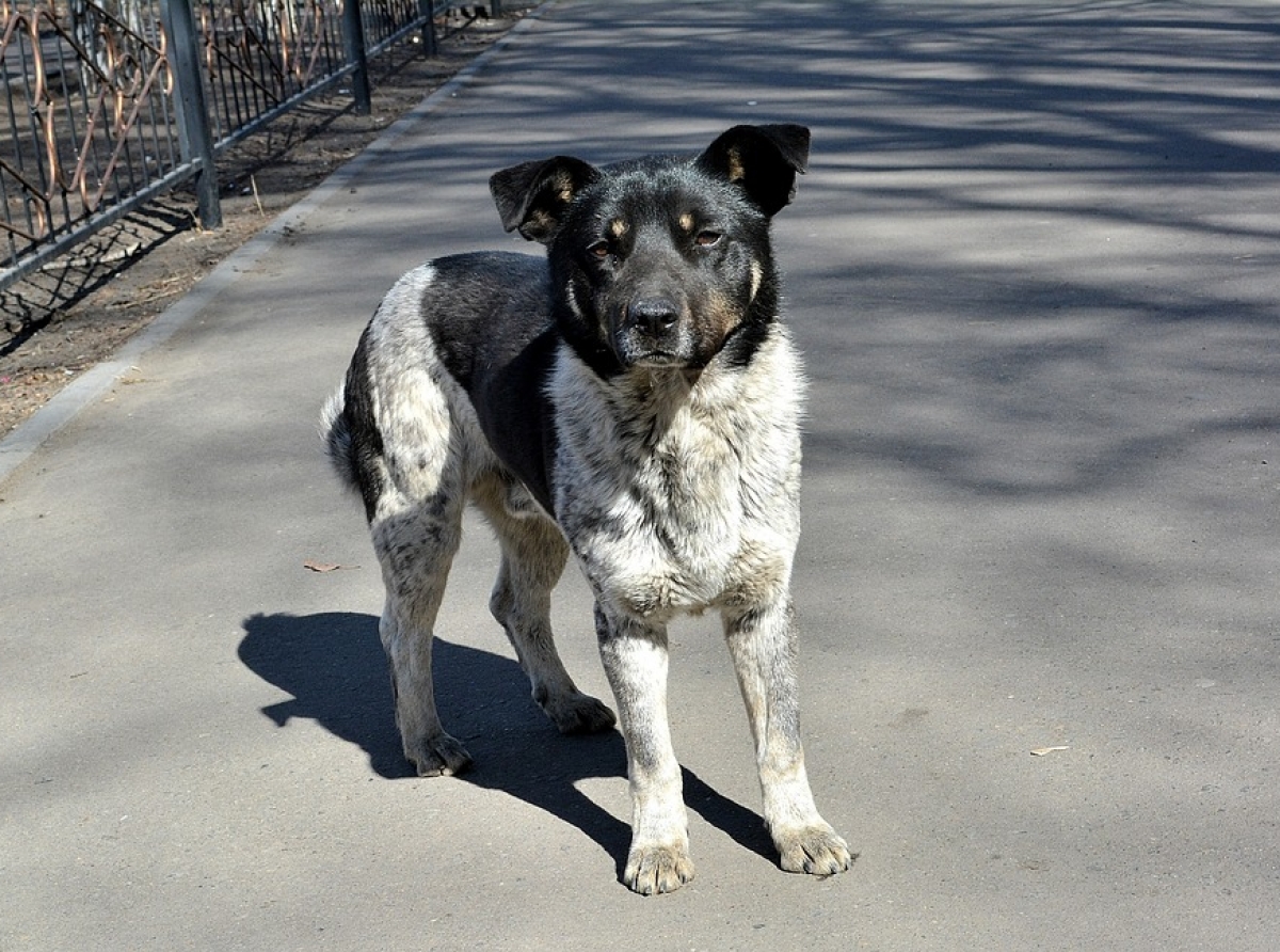 Фото с сайта https://pixabay. Гуманное отношение к животным - принципы, на которых сегодня строится современное общество