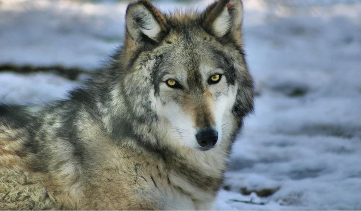 В Артемовском районе бродит волчья стая