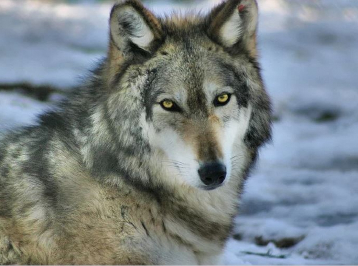 Фото: © pixabay.com