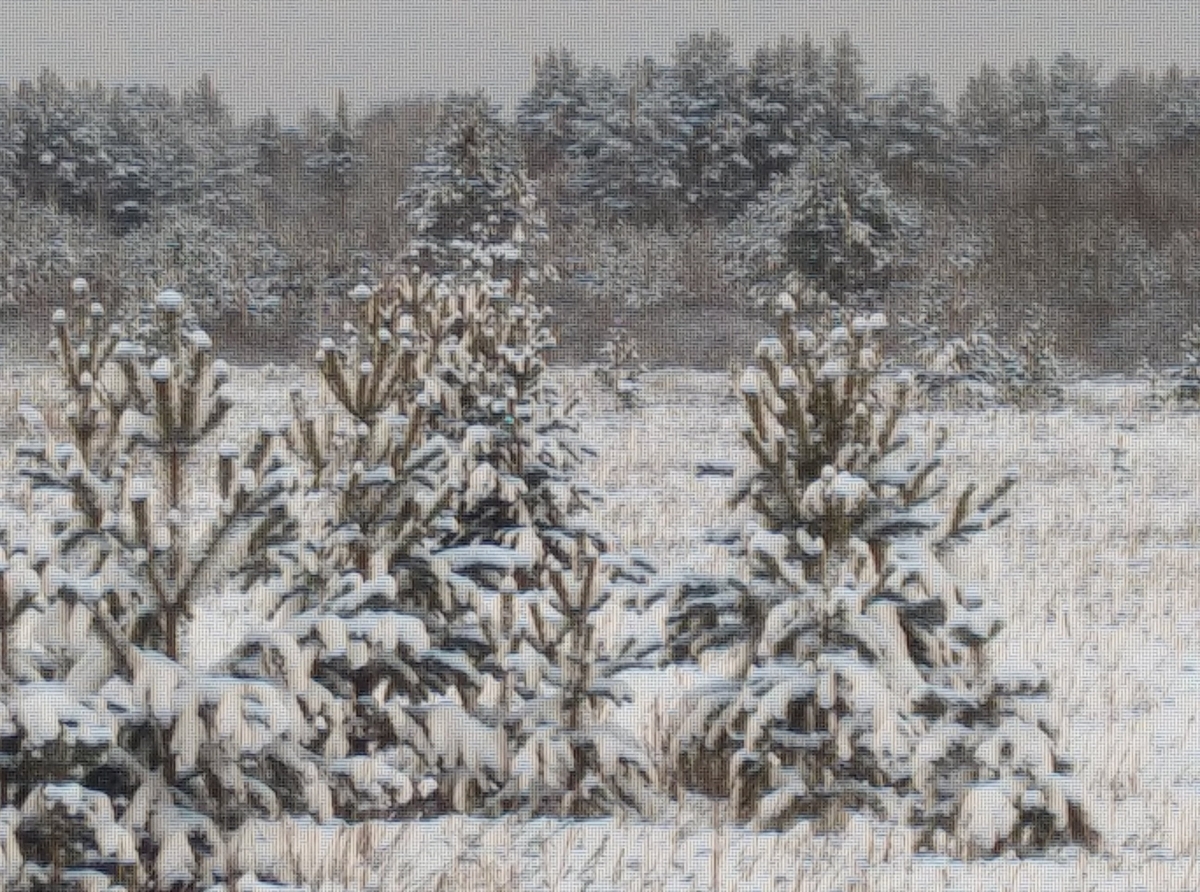Фото: Василий Ергашев. Зимний лес 