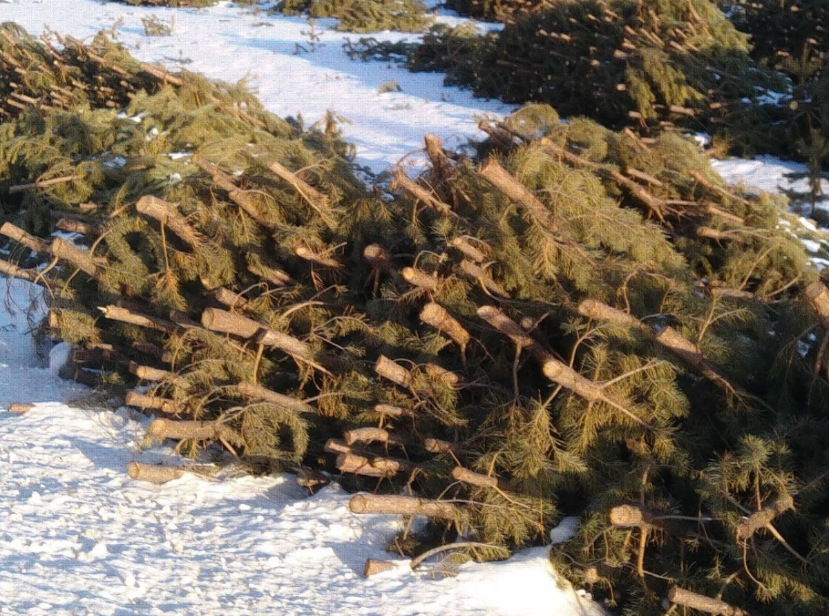Фото Василия Ергашева. Утилизируйте новогодние деревья правильно!