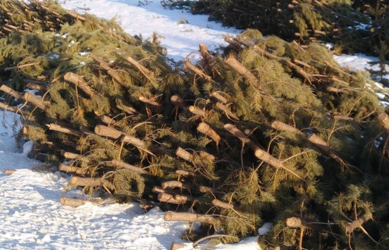 Фото Василия Ергашева. Утилизируйте новогодние деревья правильно!