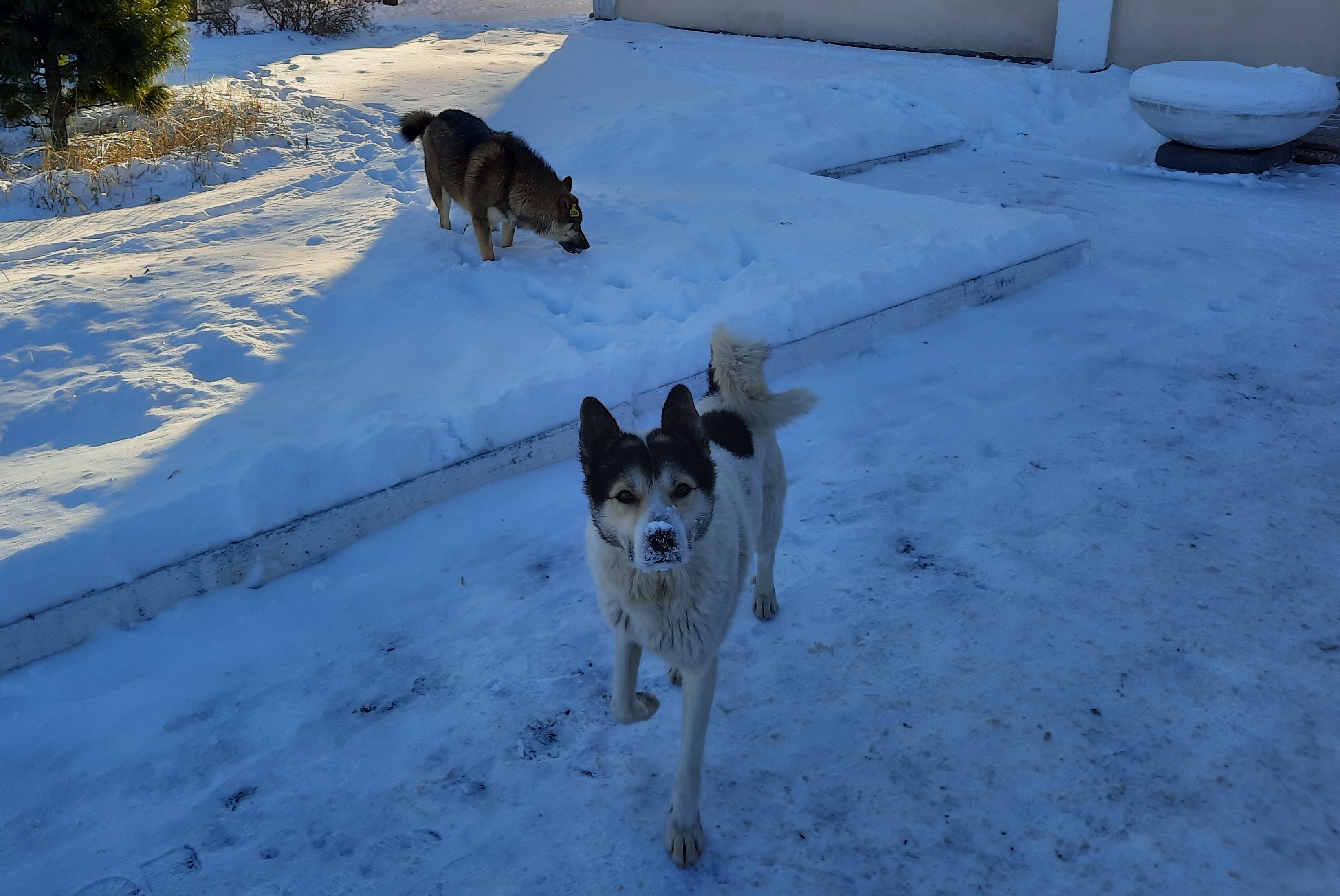 Ведется отлов собак. Смотрите за своими питомцами!