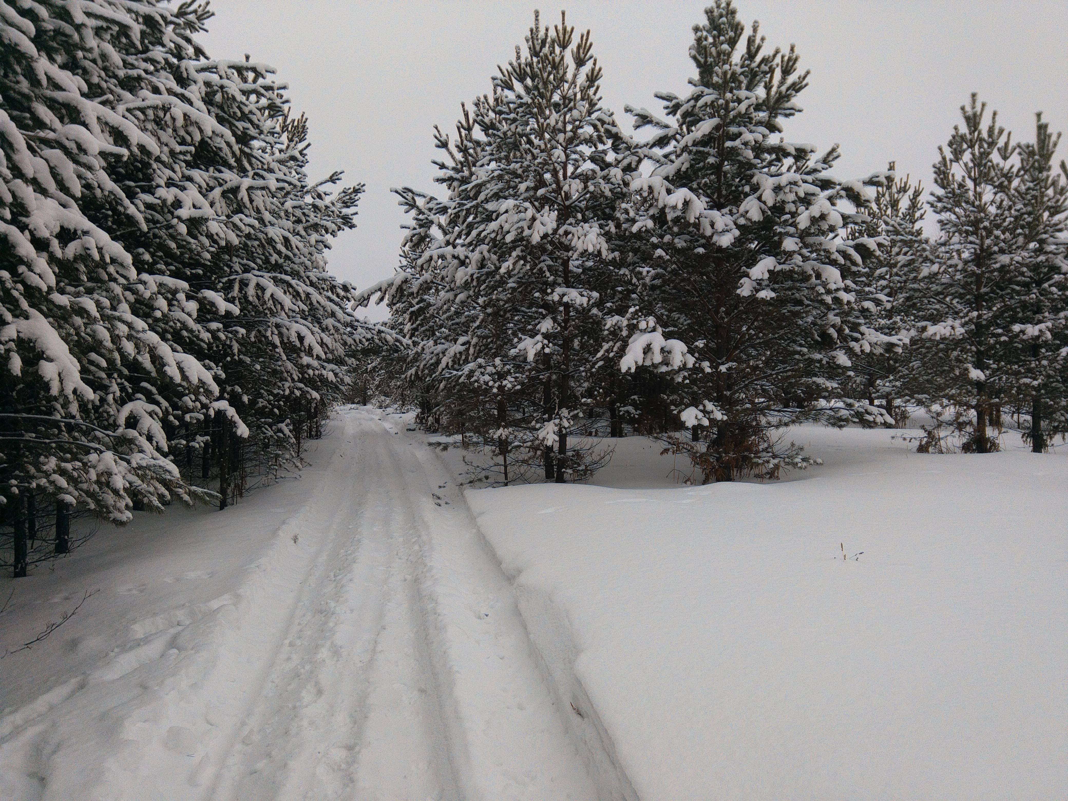 Стая волков ушла. Стая собак пришла (видео волчьей стаи)