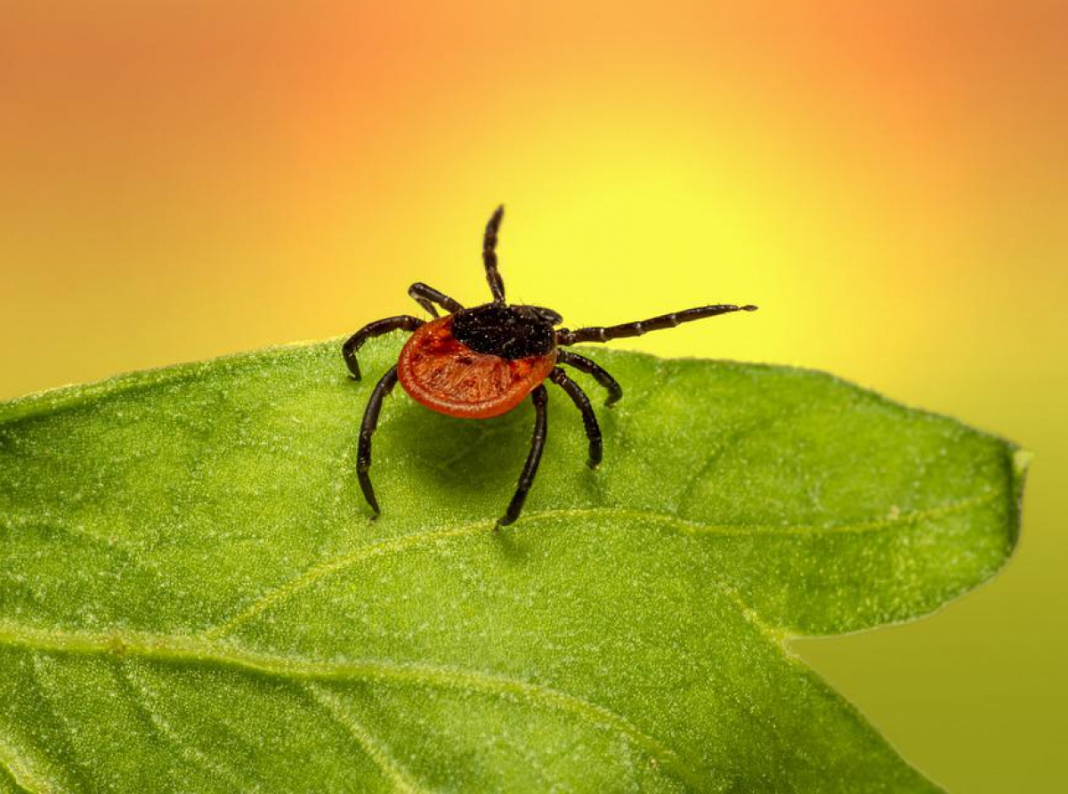 Фото с сайта https://pixabay. Лучшая профилактика от клещевого энцефалита - прививка!