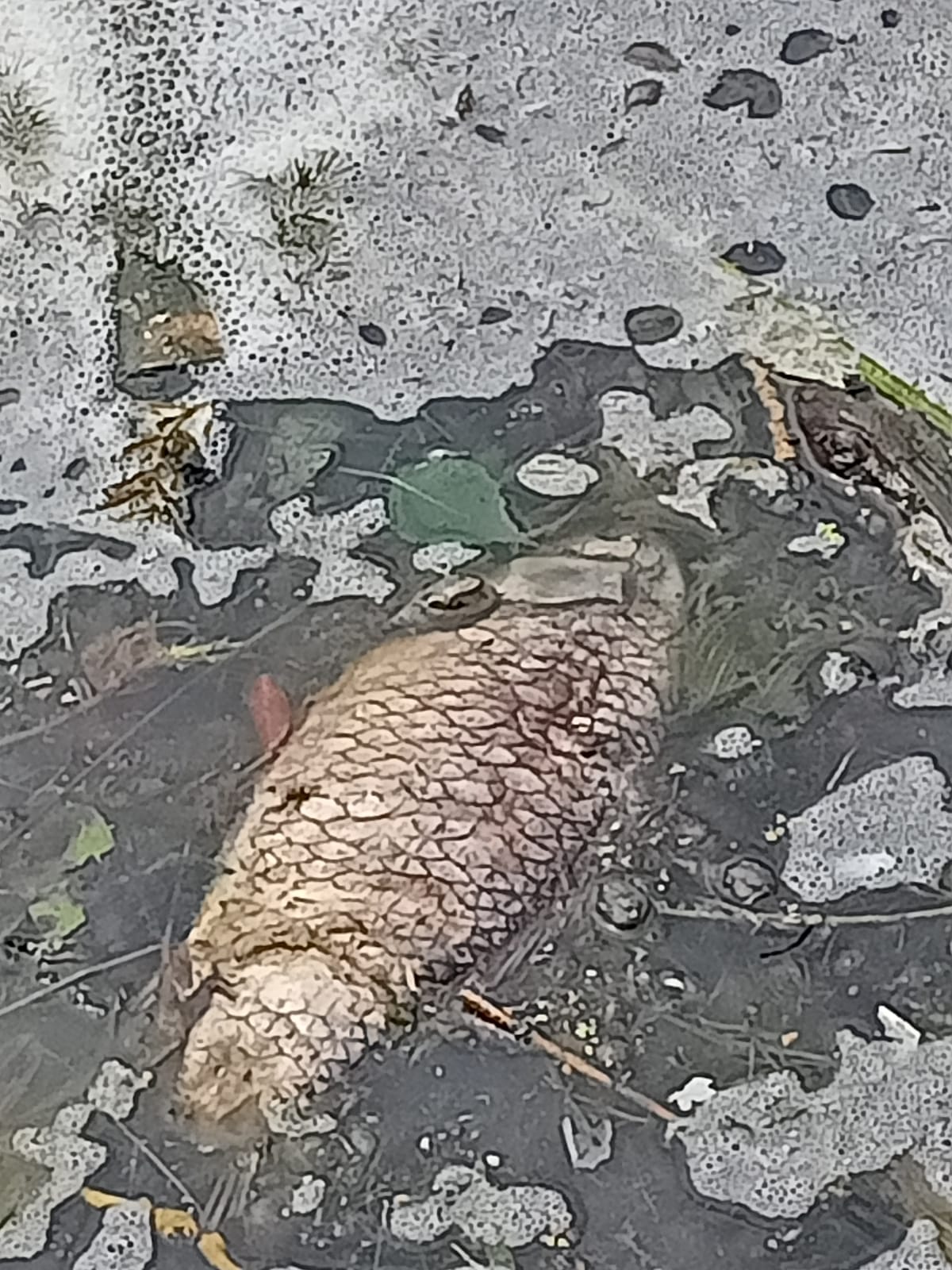 В Бобровке погибла рыба