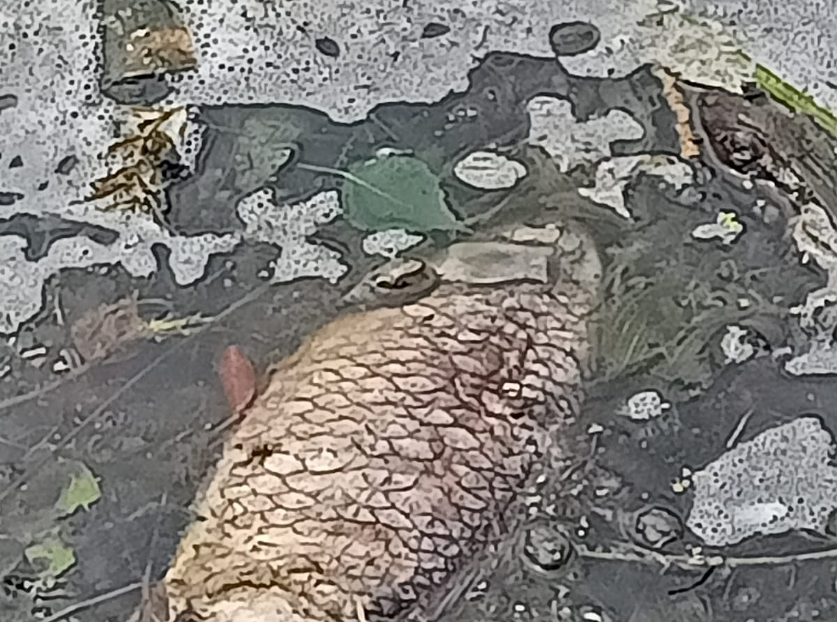 Фото и видео предоставлено АООиР