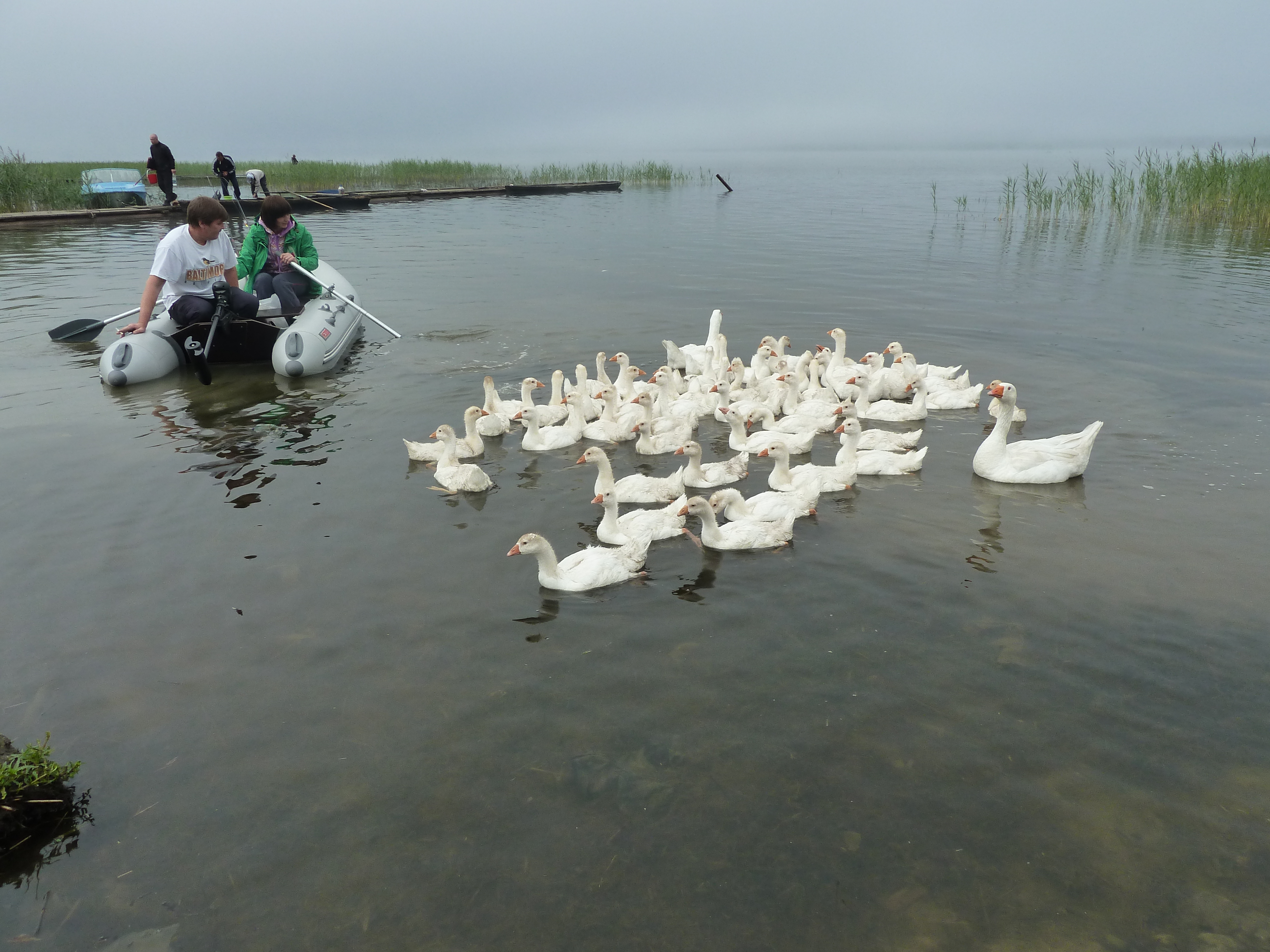 Предварительные итоги микропереписи: число СХО, КФХ и ИП