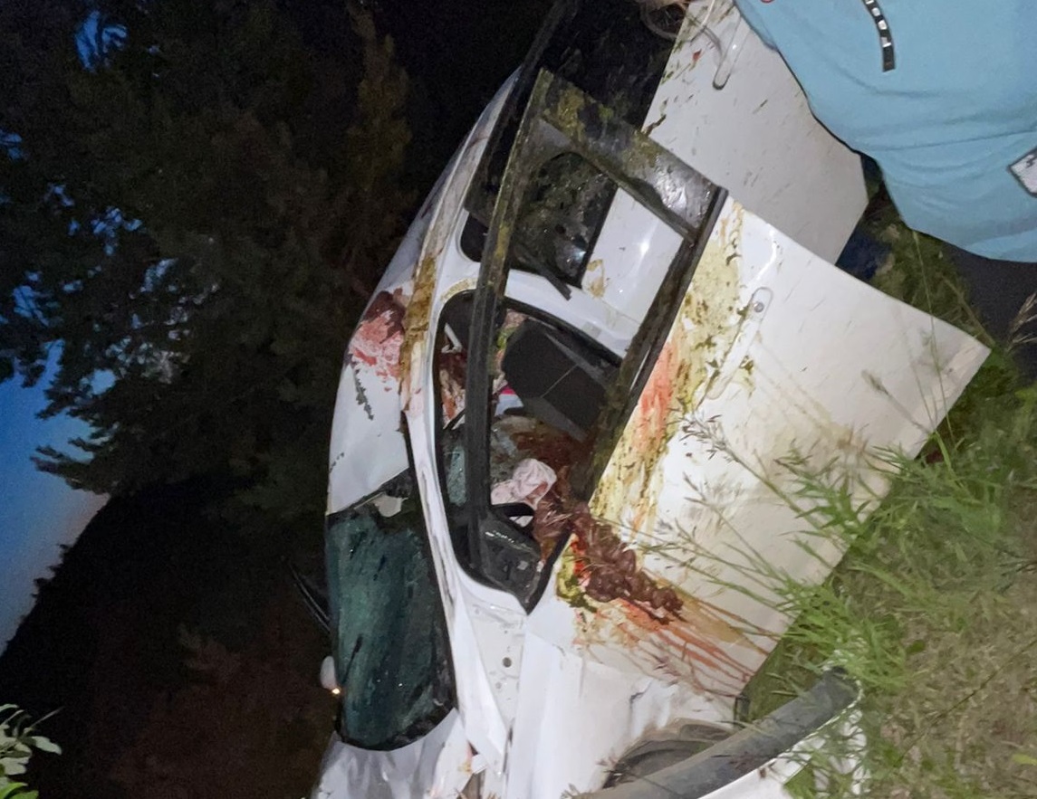 Лось на дороге: смертельная опасность