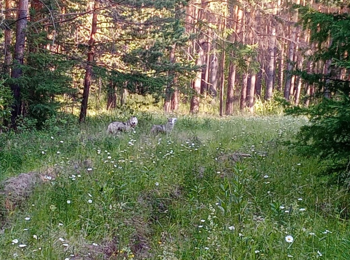 Фото и видео Владимир Прядеин