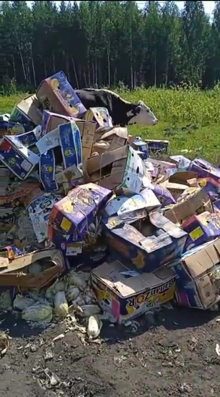 Горы капусты: в артемовском лесу кто-то устроил свалку 