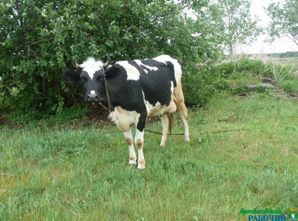 Фото из архива редакции. В новом потоке обучения «Школы фермера» было принято решение продолжать обучение по специализации «Молочное и мясное животноводство".