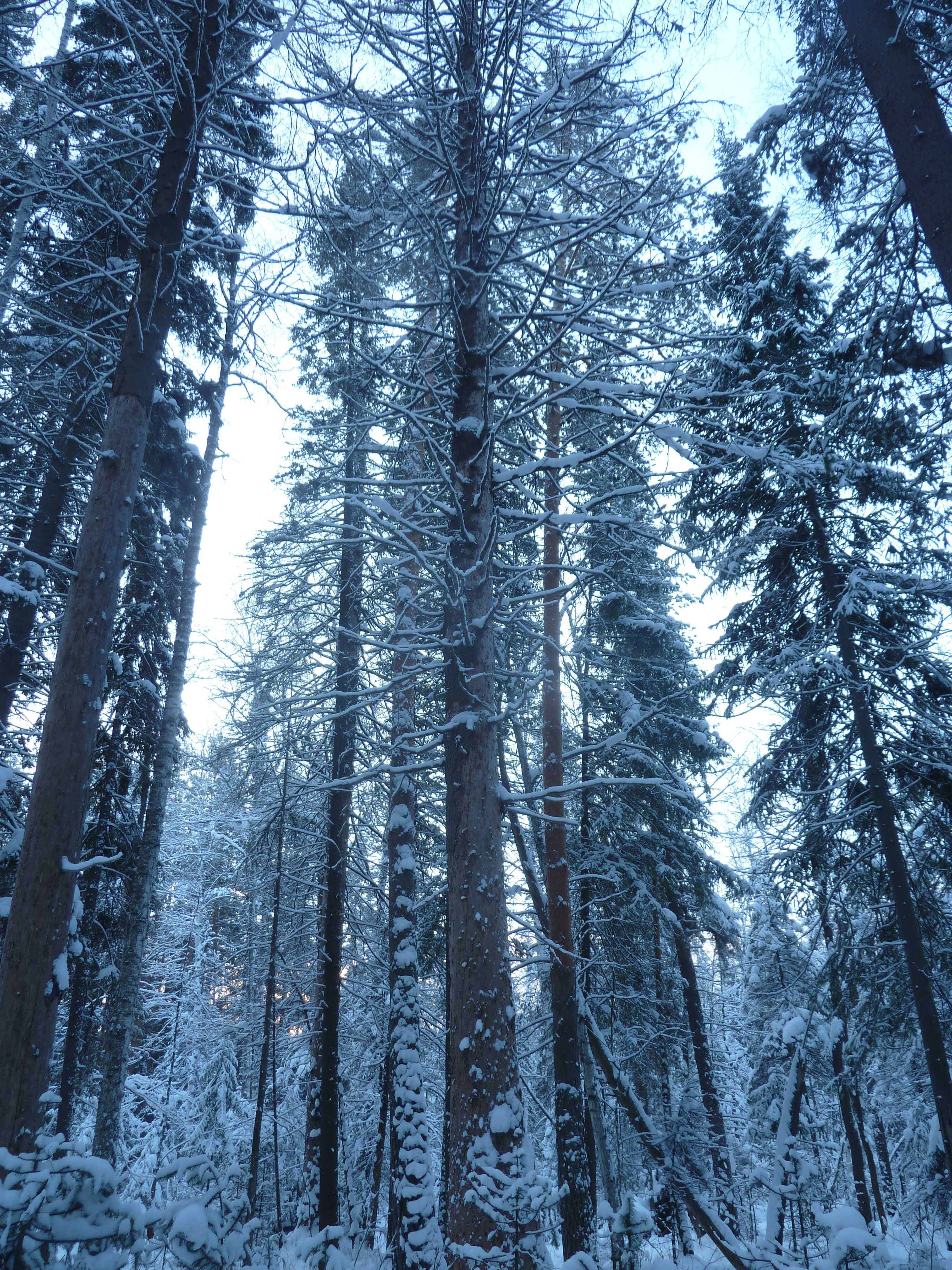 Из лесу елочку мы возьмем домой?