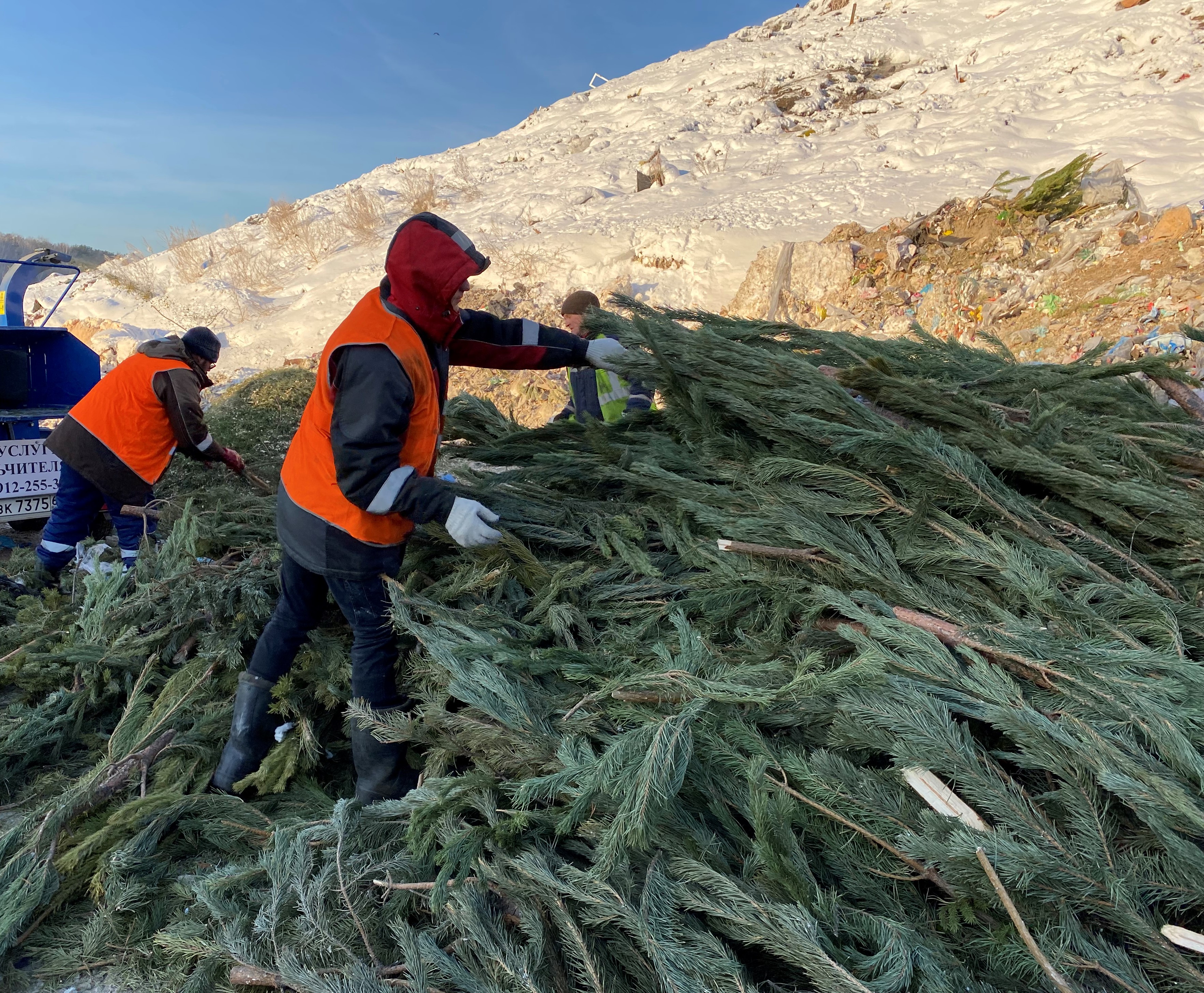 Готовы выбросить елку? Сделайте это правильно!